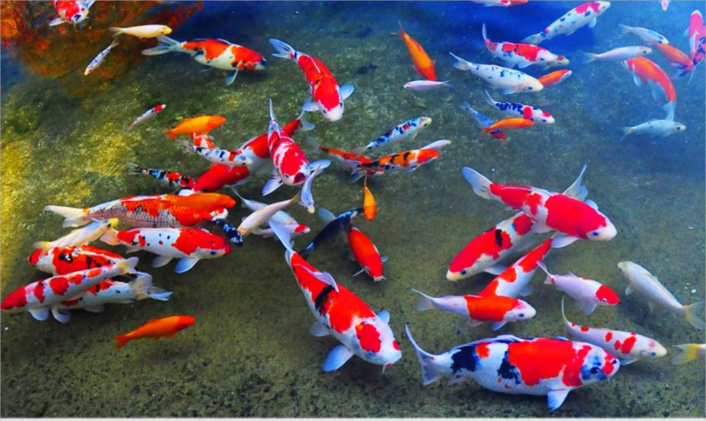 Sưu Tập Hơn 30 Mẫu Hồ Cá Koi Nhật Bản Đẹp  Hồ Cá Koi Sân Vườn