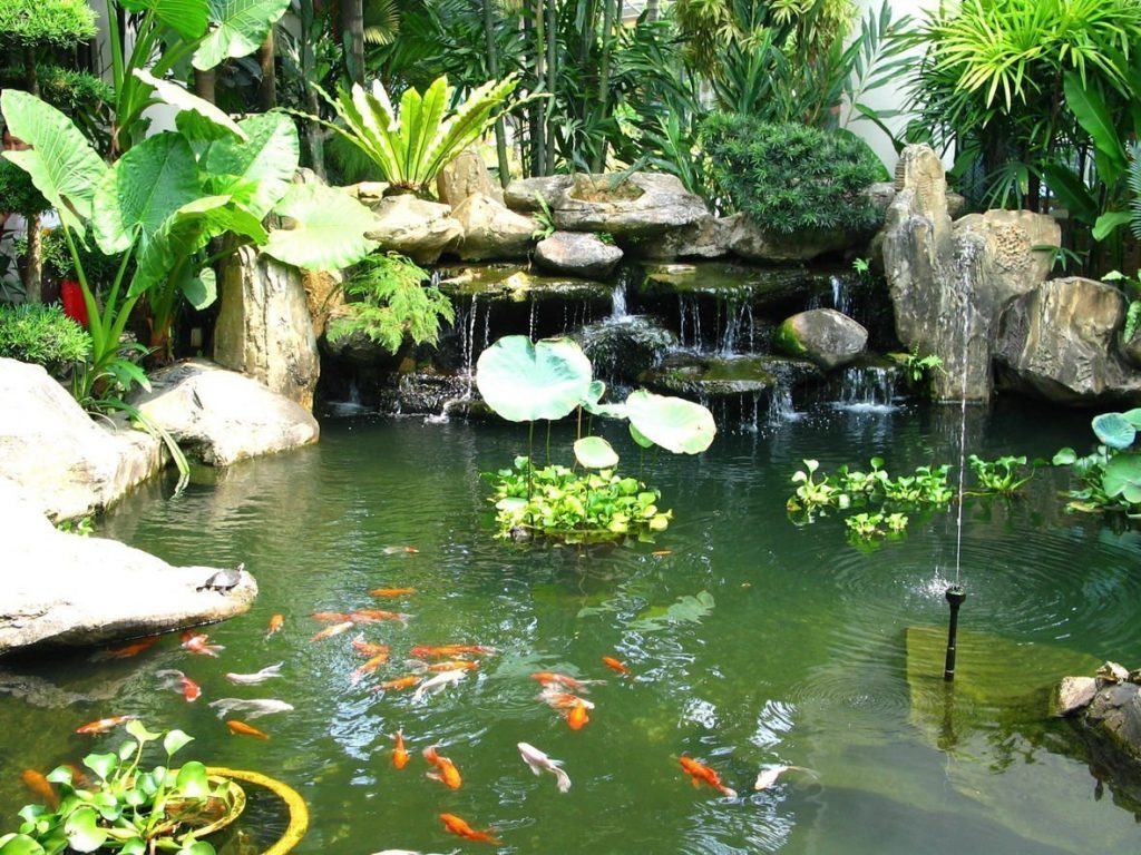 65 mẫu hồ cá sân vườn nhỏ đẹp, đơn giản tại nhà - Sân vườn Xanhou 17