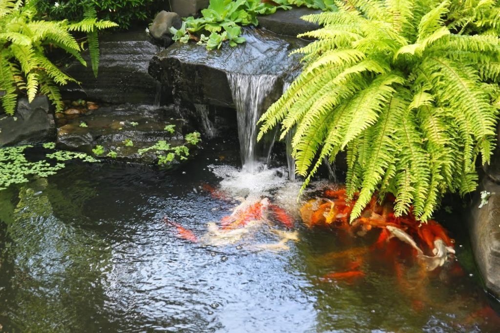 65 mẫu hồ cá sân vườn nhỏ đẹp, đơn giản tại nhà - Sân vườn Xanhou 6