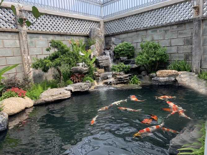 Hồ Cá Koi Sân Thượng